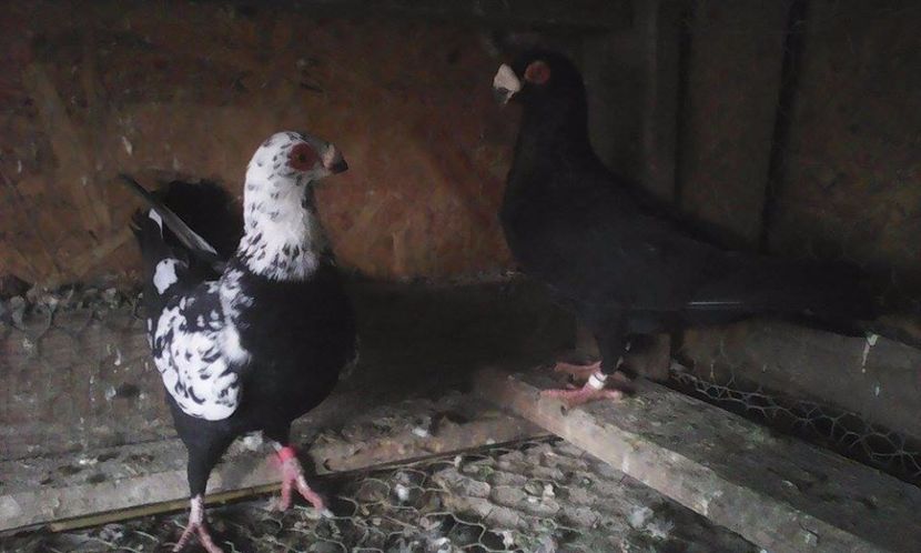  - Porumbei matca 19 03  2017