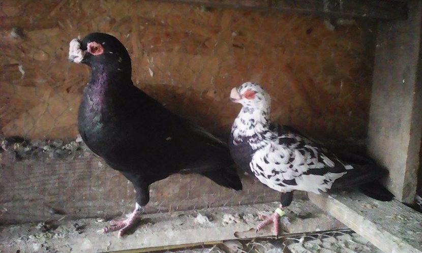  - Porumbei matca 19 03  2017