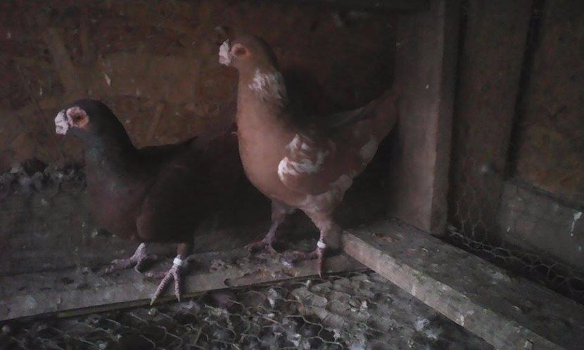  - Porumbei matca 19 03  2017