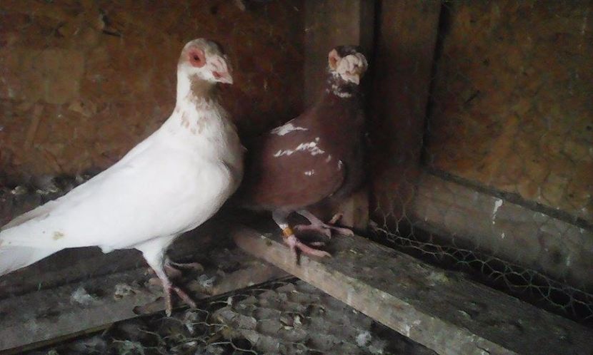  - Porumbei matca 19 03  2017