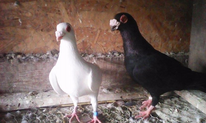  - Porumbei matca 19 03  2017