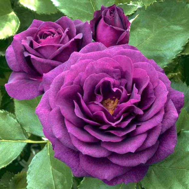 Rosa 'Ebb Tide' - Roses