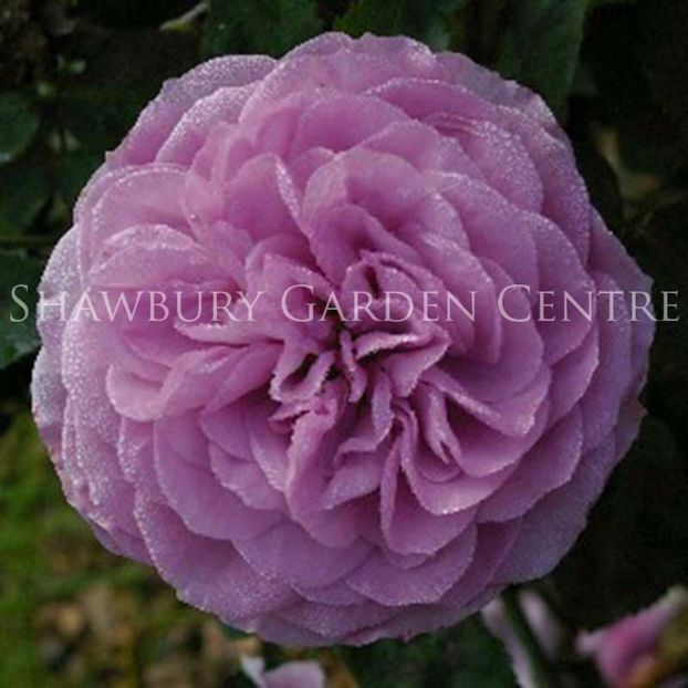 Rosa 'Lavender Ice' - Roses