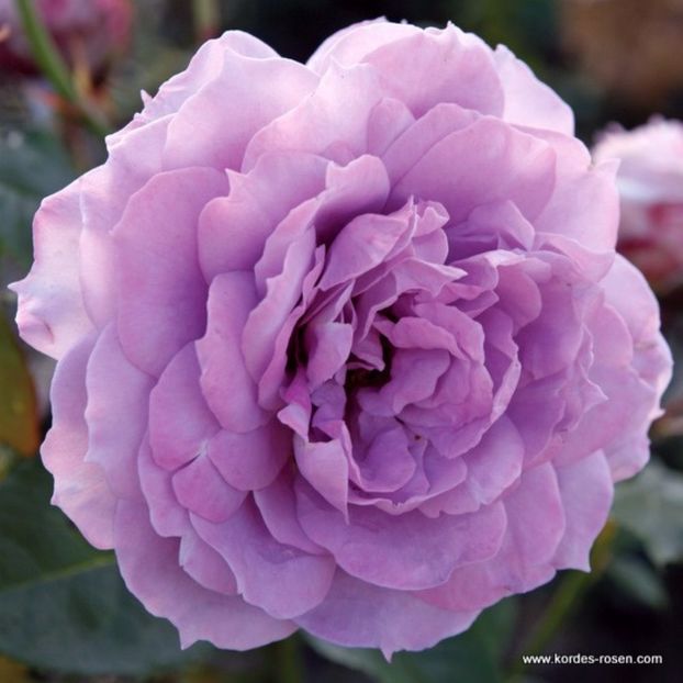 Rosa 'Novalis' - Roses