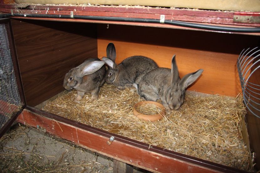 femele - 1 Delibor si Knoll