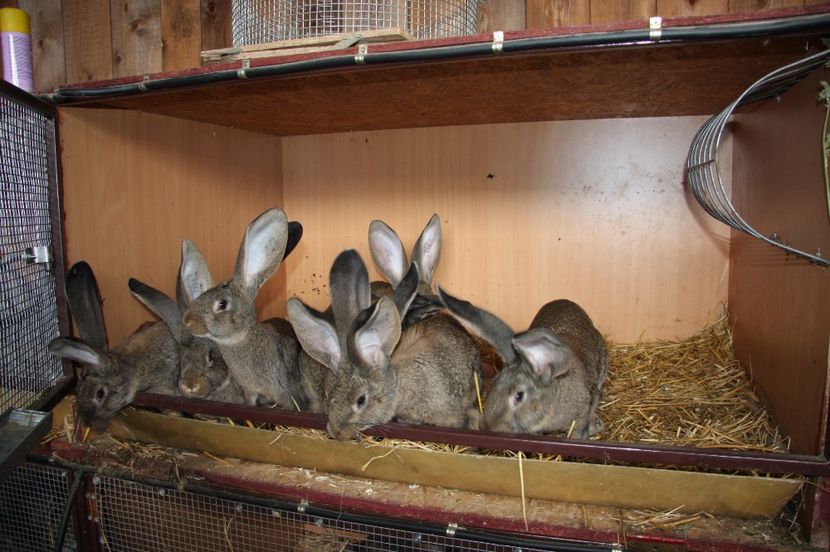 3 masculi si 5 femele - 2 SEIDEL si LOGHINA din Knoll si Knoll