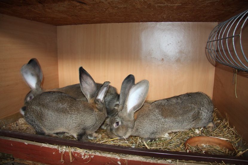 2 masculi si 3 femele - 3 KNOLL si DELIBOR