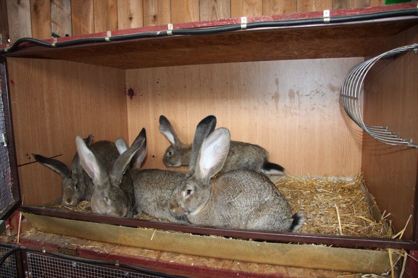 2 masculi si 3 femele - 3 KNOLL si DELIBOR