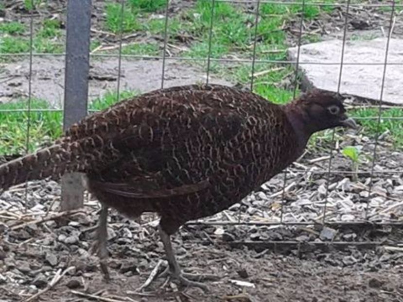 z (6) - D- Fazani Tenebros