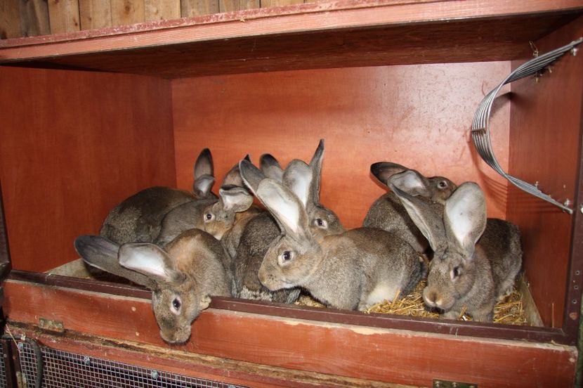 2 masculi si 6 femele - 4 HINDRINGER 97 pct si LOGHINA din Knoll si Knoll