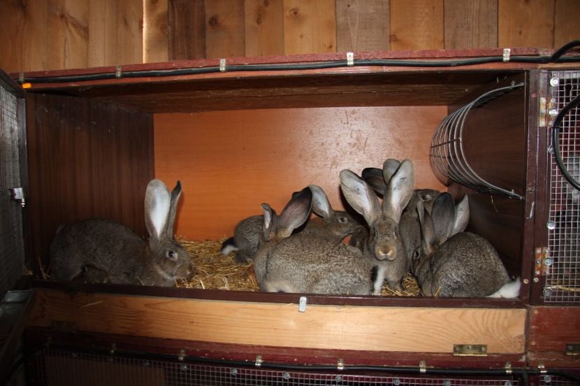 3 masculi si 5 femele - 6 HINDRINGER si KNOLL