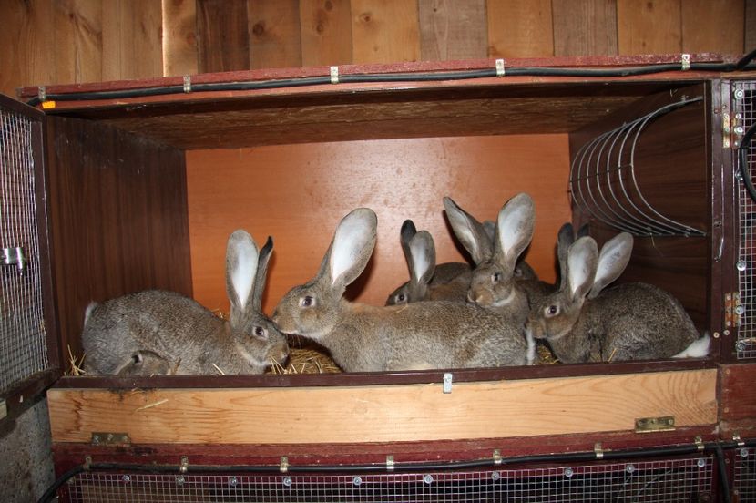 3 masculi si 5 femele - 6 HINDRINGER si KNOLL