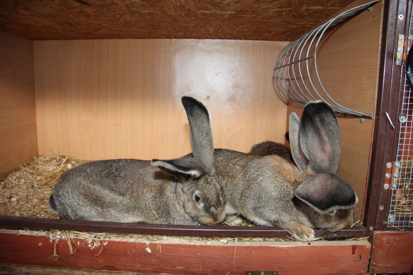 1 mascul si 2 femele - 7 RINK 96 5 si LEITSCHUH HERIBERT 96 5