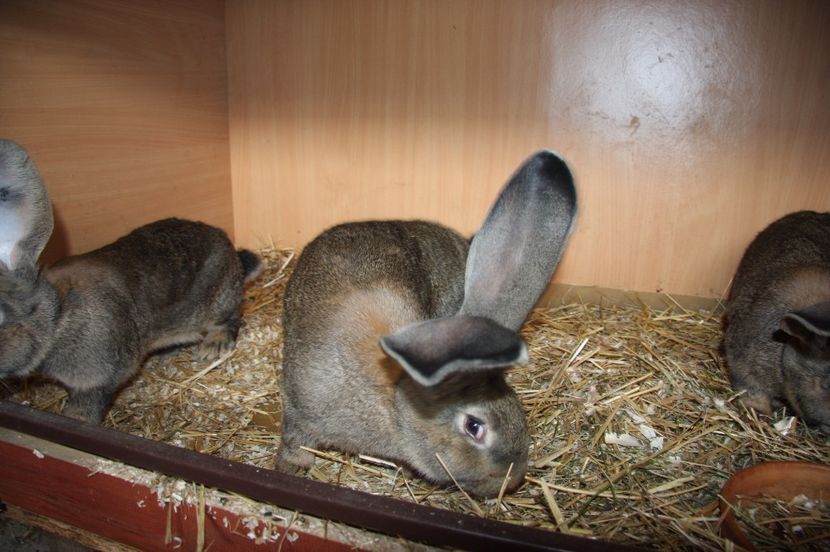 1 mascul si 2 femele - 7 RINK 96 5 si LEITSCHUH HERIBERT 96 5