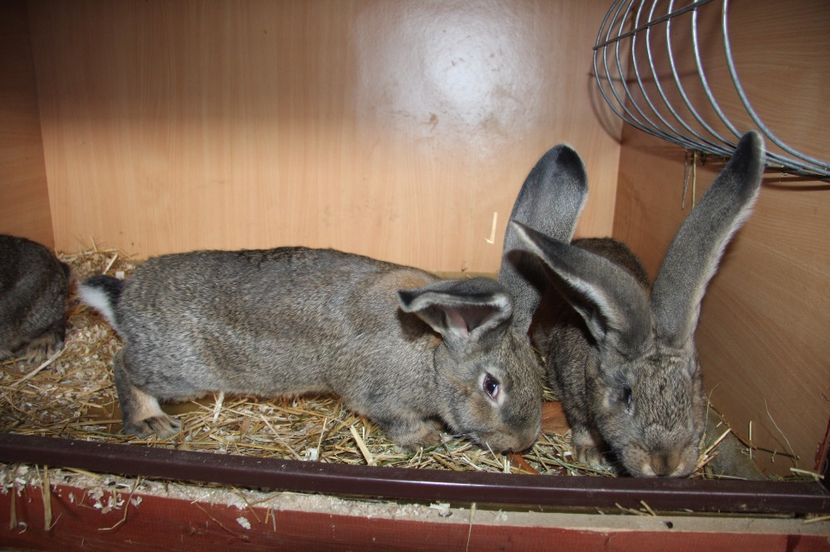 1 mascul si 2 femele - 7 RINK 96 5 si LEITSCHUH HERIBERT 96 5