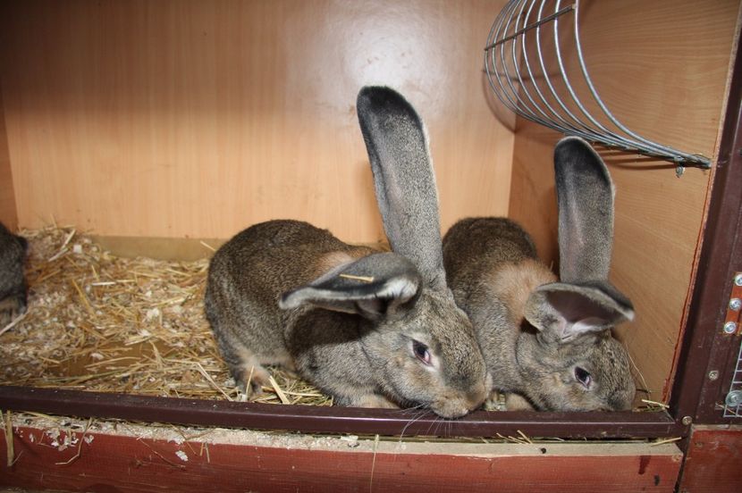 1 mascul si 2 femele - 7 RINK 96 5 si LEITSCHUH HERIBERT 96 5