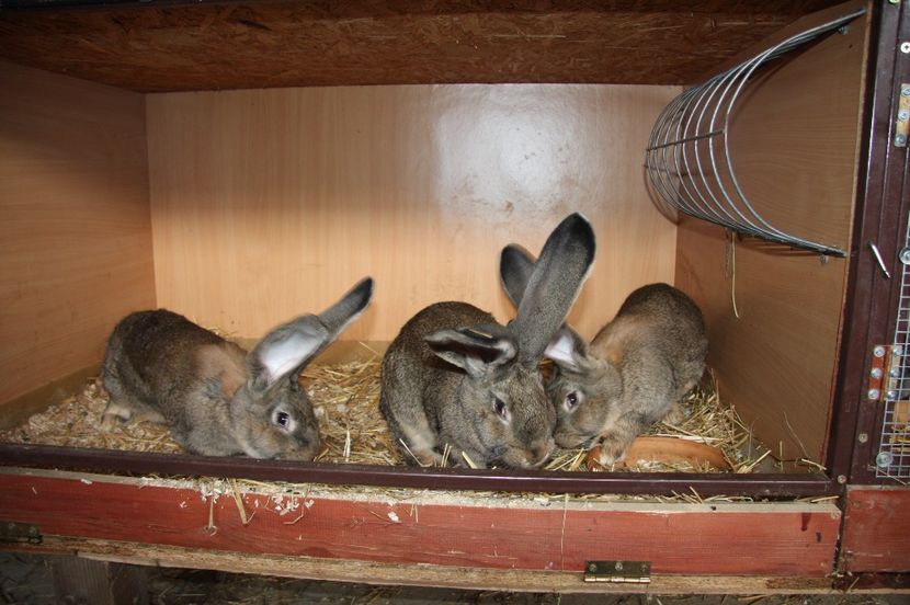 1 mascul si 2 femele - 7 RINK 96 5 si LEITSCHUH HERIBERT 96 5