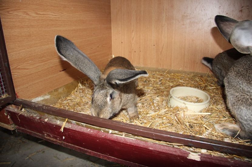 4 masculi si 1 femela - 8 RINK 96 5 si KNOLL