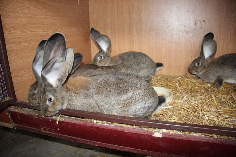 4 masculi si 1 femela - 8 RINK 96 5 si KNOLL