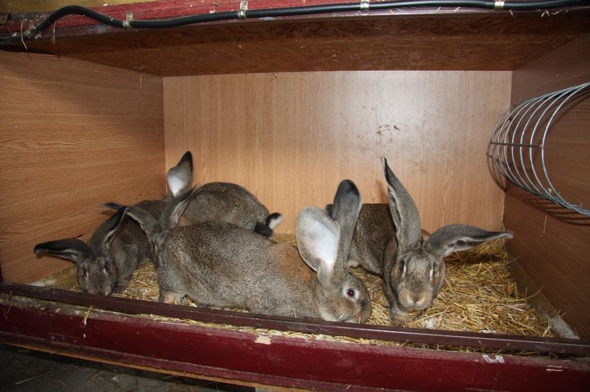 4 masculi si 1 femela - 8 RINK 96 5 si KNOLL