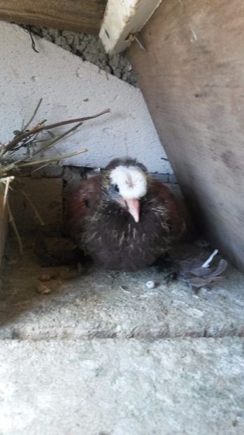 Preor saxon 1 - pui 2017 din toate rasele