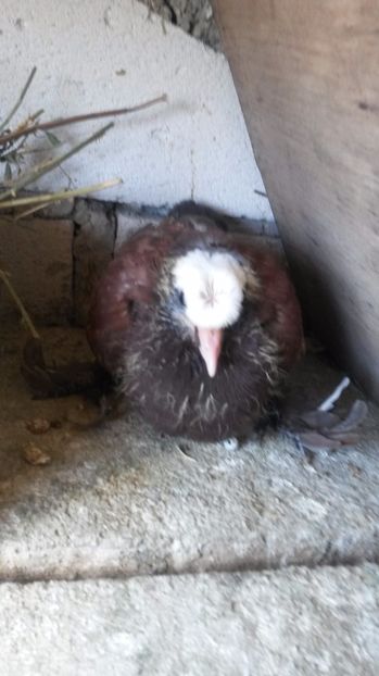 Tot el - pui 2017 din toate rasele