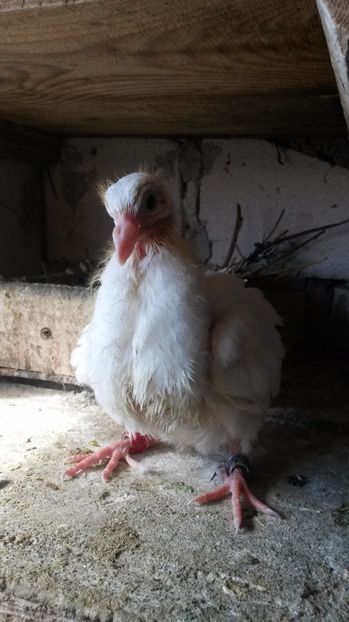 Acrlasi - pui 2017 din toate rasele