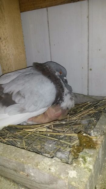  - pui 2017 din toate rasele