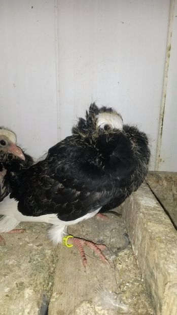 Capucini - pui 2017 din toate rasele