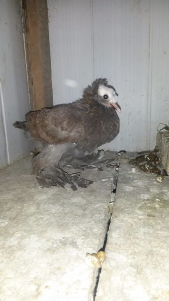  - pui 2017 din toate rasele