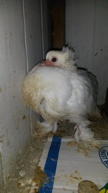 Urias maghiar - pui 2017 din toate rasele