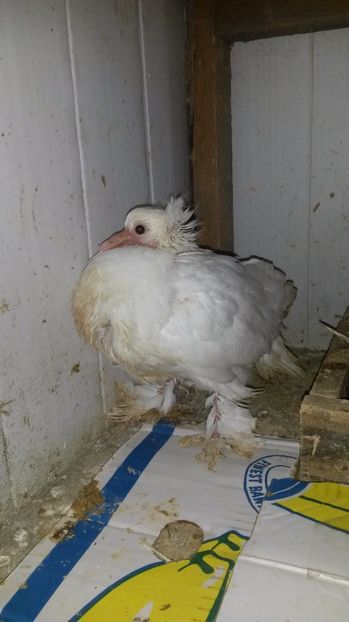  - pui 2017 din toate rasele