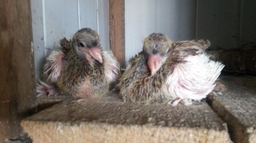 Wolga - pui 2017 din toate rasele