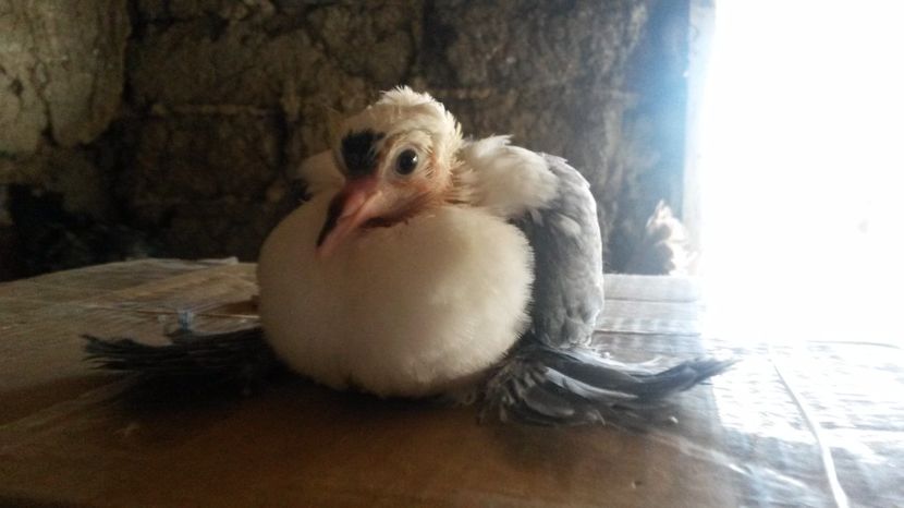  - pui 2017 din toate rasele