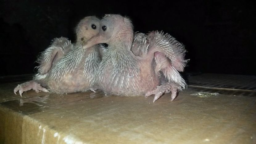 Cretimagjiari - pui 2017 din toate rasele