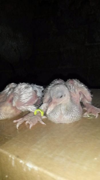  - pui 2017 din toate rasele