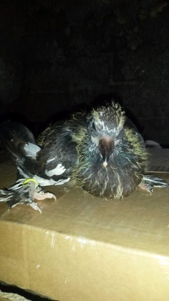 Voltat infisn - pui 2017 din toate rasele