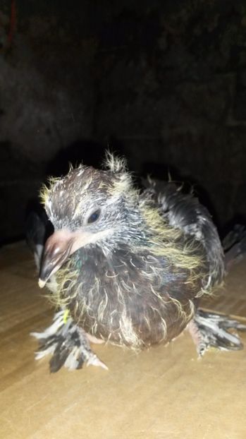  - pui 2017 din toate rasele