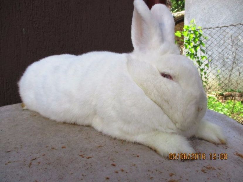 fem. NEO !!! - X ARHIVA IEPURI CE AM AVUT