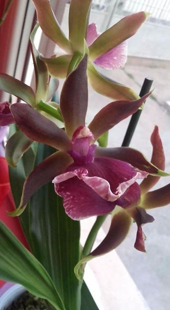  - CAUT ACEST  ZYGOPETALUM