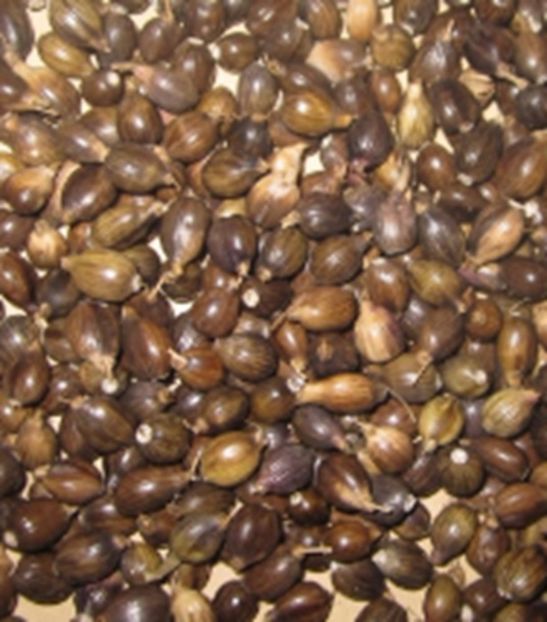 Coix Lachryma-Jobi-Lacrimile lui Iov - Coix Lachryma-Jobi-Lacrimile lui Iov