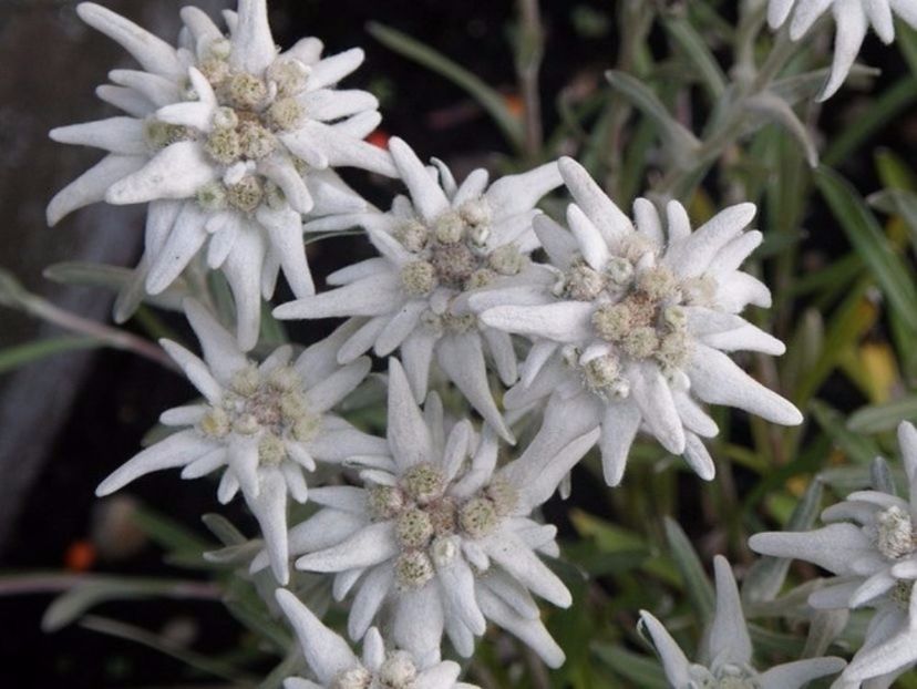 Floare de colt-Star Edelweiss Alpina seminte - Floare de colt-Star Edelweiss Alpina
