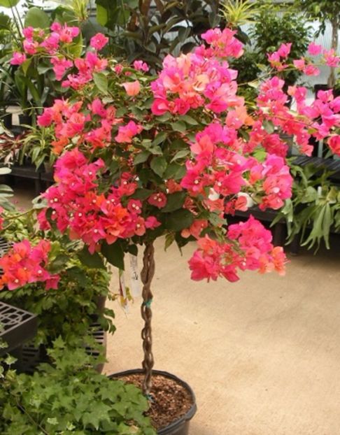 Bougainvillea roz seminte - Bougainvilee grena floarea de hirtie