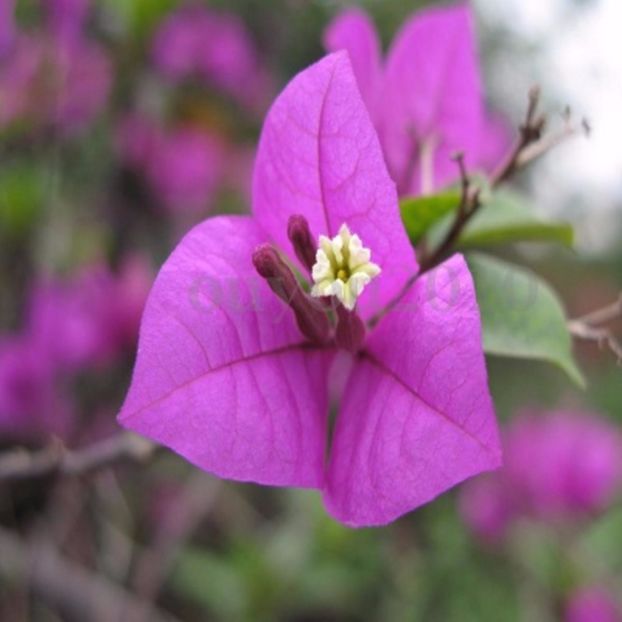 Bougainvillea mov seminte - Bougainvilee grena floarea de hirtie