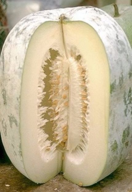 Dovleac comestibil Benincasa hispida - Benincasa hispida