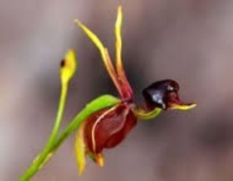 Caleana Major (Orhidea ratusca zburatoare) seminte - Caleana Major Orhidea ratusca zburatoare
