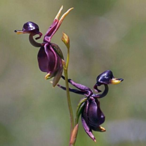 Caleana Major (Orhidea ratusca zburatoare) - Caleana Major Orhidea ratusca zburatoare