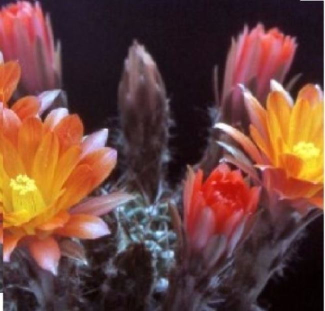 Lobivia corbulai seminte cactus - Lobivia corbula