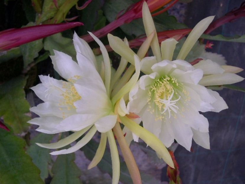 Epiphyllum anguliger seminte - Epiphyllum anguliger alb