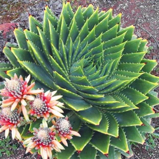 Aloe Polyphylla seminte - Aloe polyphylla